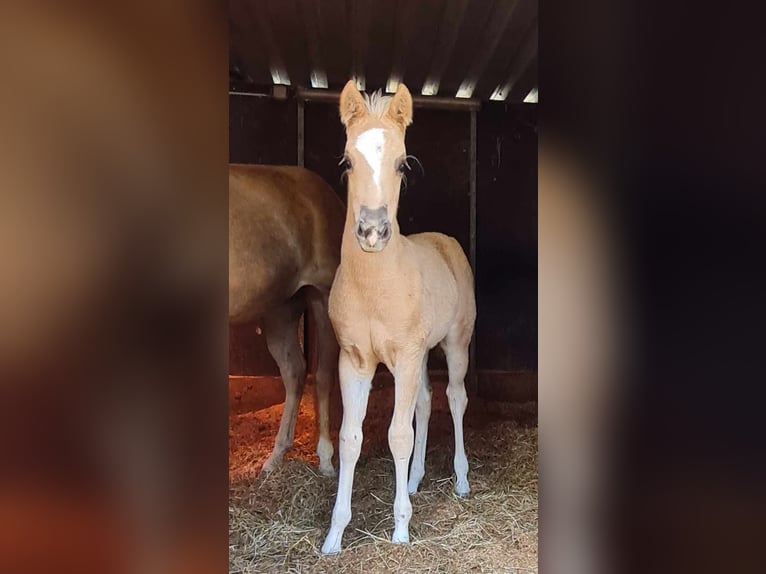 Paint Horse Stute  152 cm Palomino in Kraichtal
