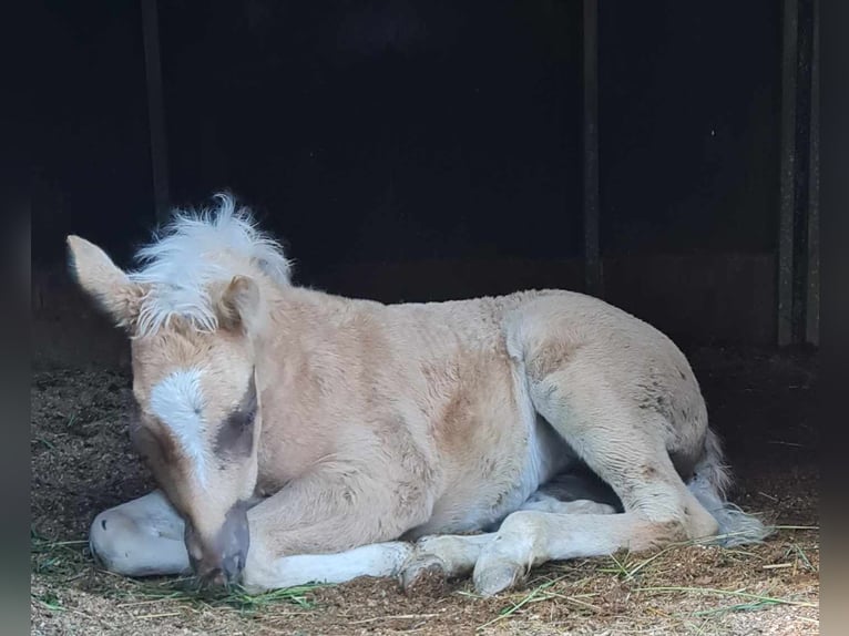 Paint Horse Stute  152 cm Palomino in Kraichtal