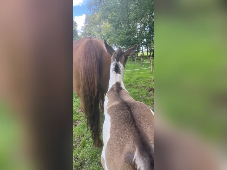 Paint Horse Stute Fohlen (05/2024) 153 cm Overo-alle-Farben in Wallenhorst