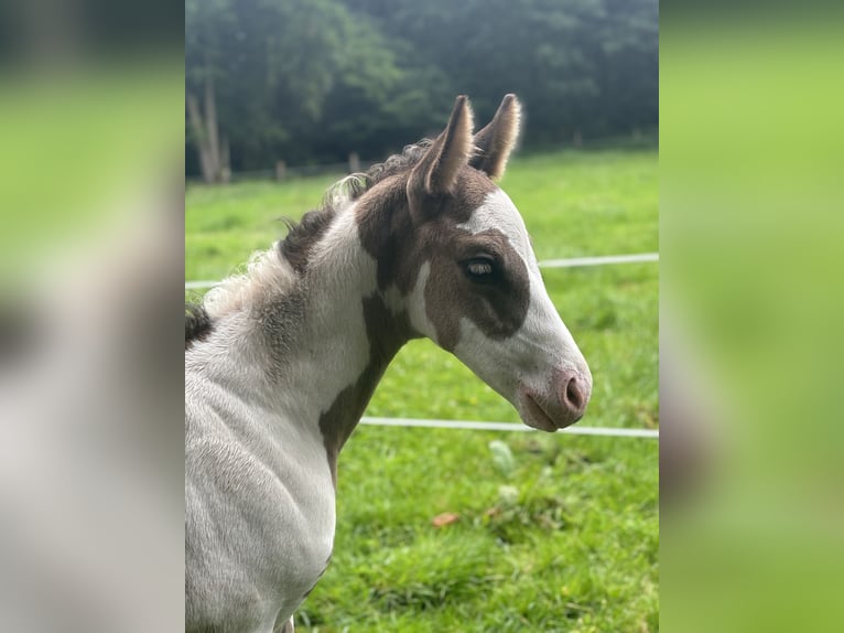 Paint Horse Stute Fohlen (05/2024) 153 cm Overo-alle-Farben in Wallenhorst