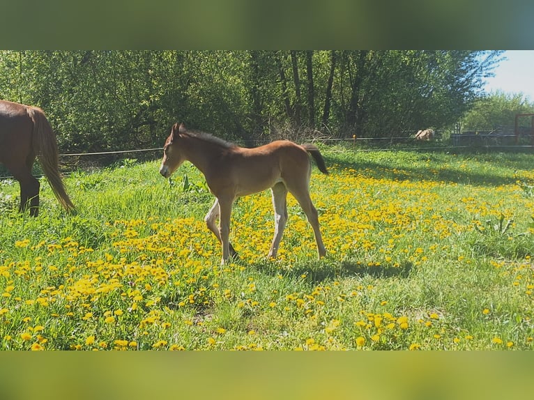 Paint Horse Stute  155 cm Dunkelbrauner in Werneuche