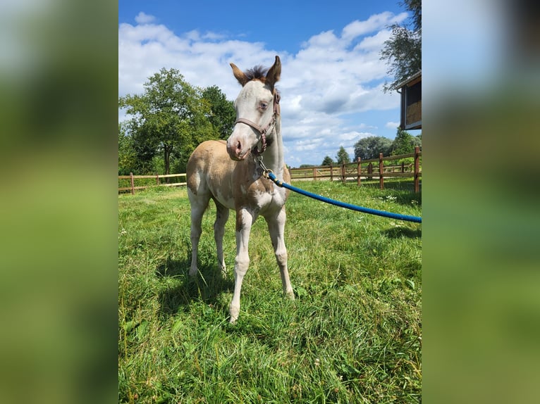 Paint Horse Stute Fohlen (06/2024) 155 cm Overo-alle-Farben in Kalken