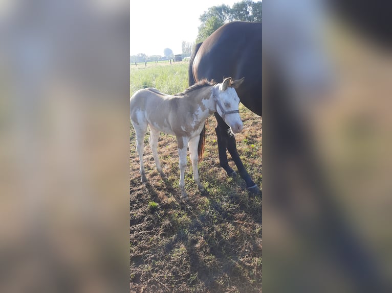 Paint Horse Stute Fohlen (06/2024) 155 cm Overo-alle-Farben in Kalken