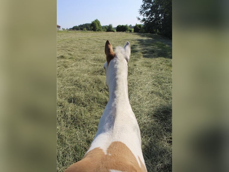 Paint Horse Stute  155 cm Tovero-alle-Farben in Kirchdorf