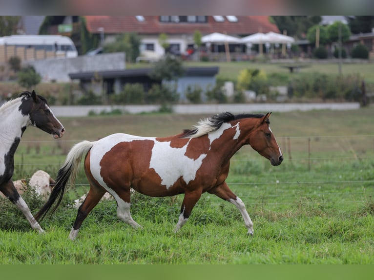 Paint Horse Mix Stute  156 cm Tobiano-alle-Farben in Dargen
