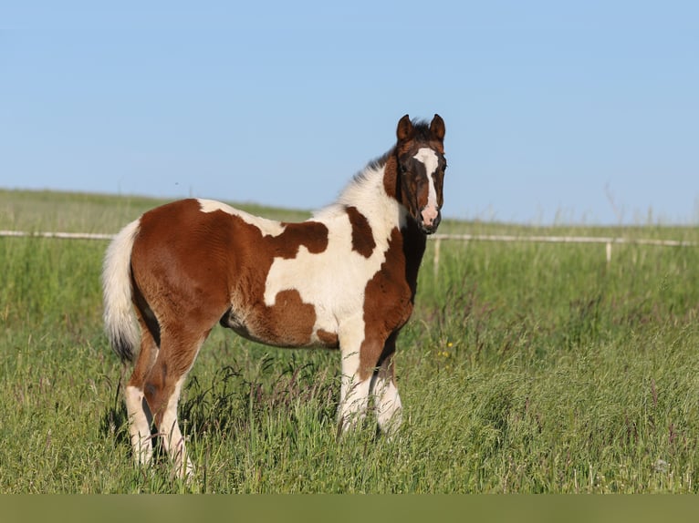Paint Horse Mix Stute  156 cm Tobiano-alle-Farben in Dargen