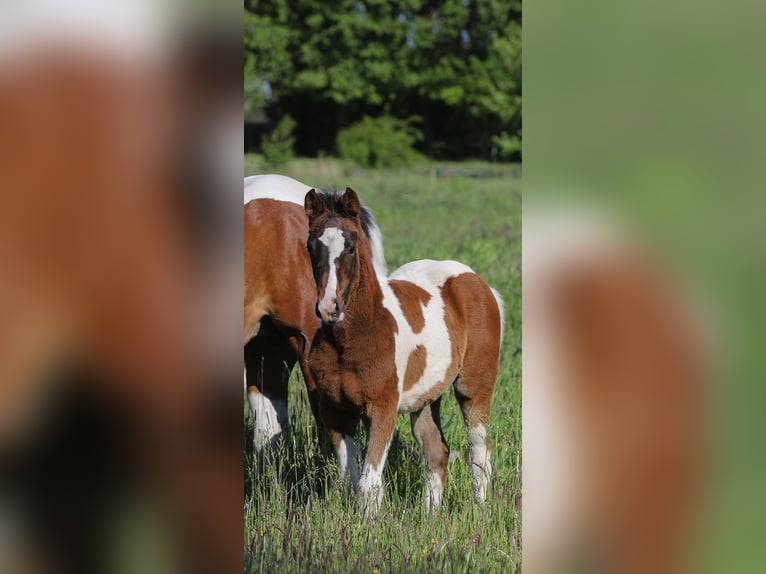 Paint Horse Mix Stute  156 cm Tobiano-alle-Farben in Dargen