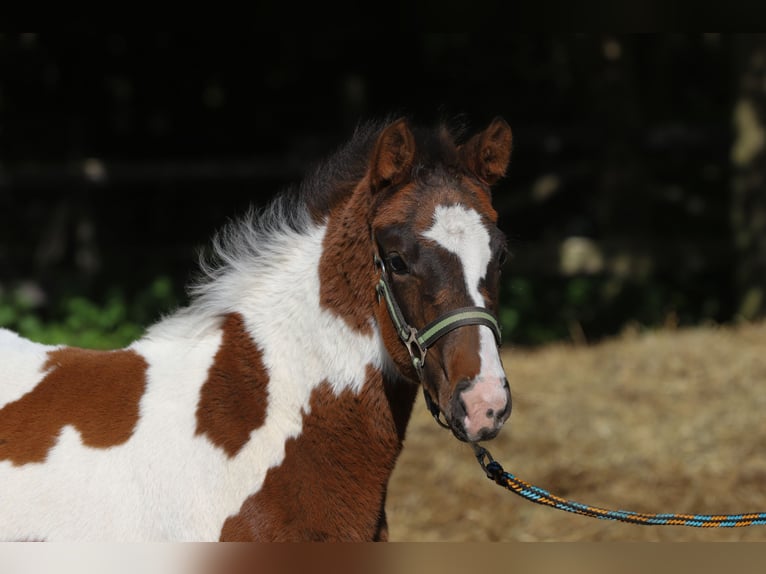 Paint Horse Mix Stute  156 cm Tobiano-alle-Farben in Dargen
