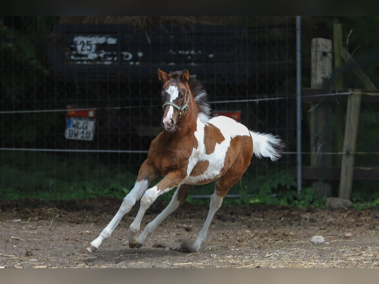 Paint Horse Mix Stute  156 cm Tobiano-alle-Farben in Dargen