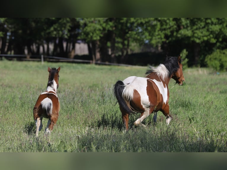 Paint Horse Mix Stute  156 cm Tobiano-alle-Farben in Dargen