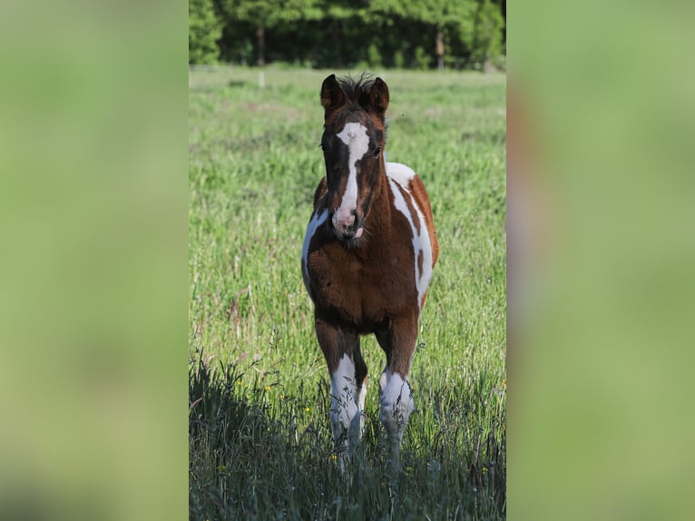 Paint Horse Mix Stute  156 cm Tobiano-alle-Farben in Dargen
