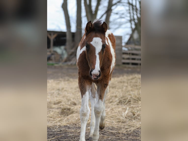 Paint Horse Mix Stute  156 cm Tobiano-alle-Farben in Dargen