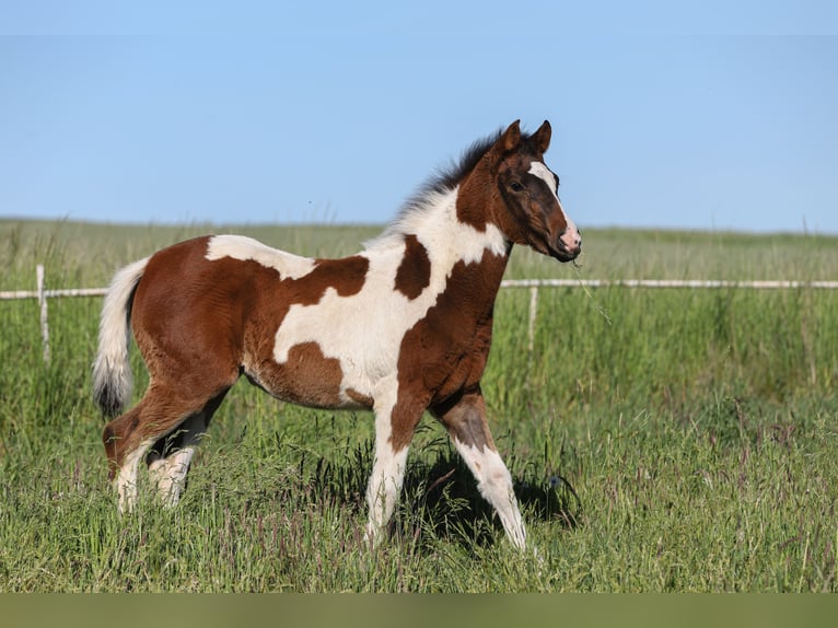 Paint Horse Mix Stute  156 cm Tobiano-alle-Farben in Dargen