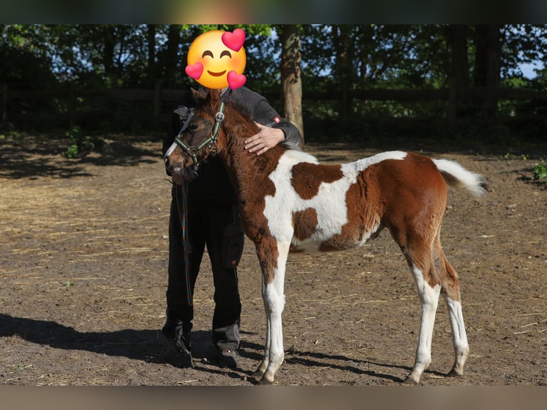Paint Horse Mix Stute  156 cm Tobiano-alle-Farben in Dargen