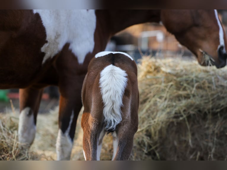 Paint Horse Mix Stute  156 cm Tobiano-alle-Farben in Dargen