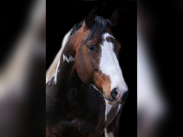Paint Horse Mix Stute  156 cm Tobiano-alle-Farben in Dargen