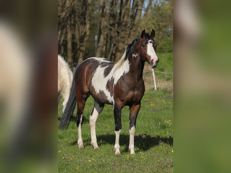 Paint Horse Mix Stute  156 cm Tobiano-alle-Farben in Dargen