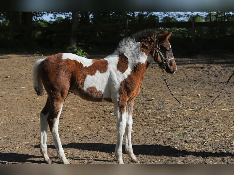 Paint Horse Mix Stute  156 cm Tobiano-alle-Farben in Dargen