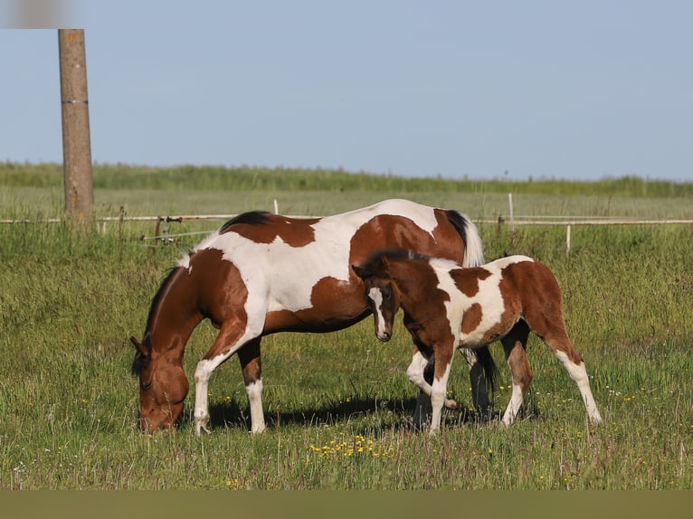 Paint Horse Mix Stute  156 cm Tobiano-alle-Farben in Dargen