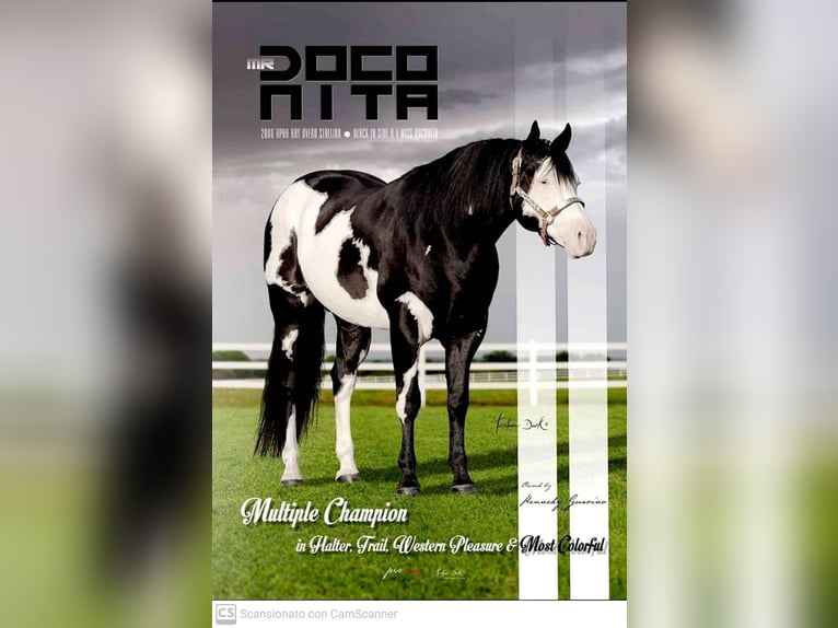 Paint Horse Stute  Brauner in Grimacco
