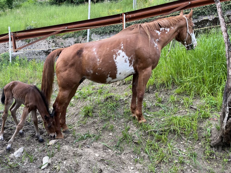 Paint Horse Stute  Brauner in Grimacco