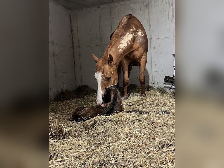 Paint Horse Stute  Brauner in Grimacco