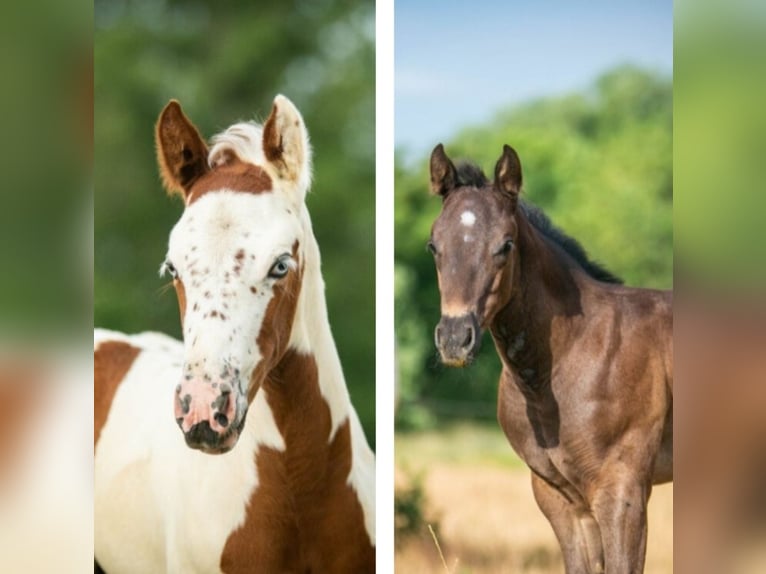 Paint Horse Stute  in Danstedt