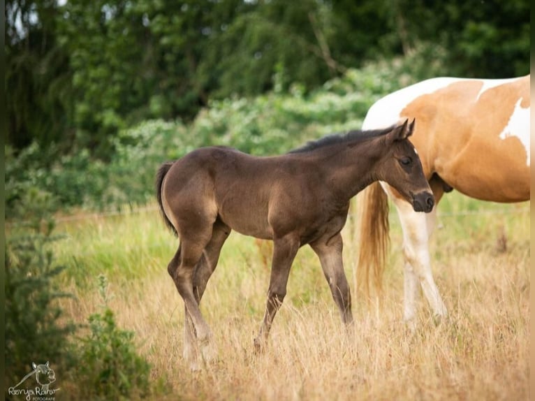 Paint Horse Stute  in Danstedt