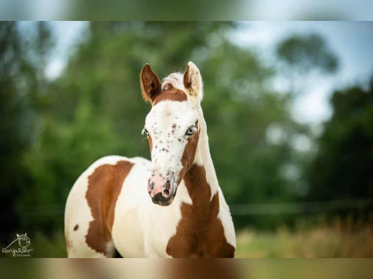 Paint Horse Stute  in Danstedt