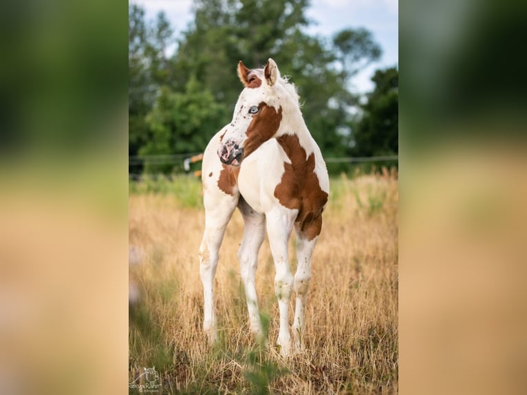 Paint Horse Stute  in Danstedt