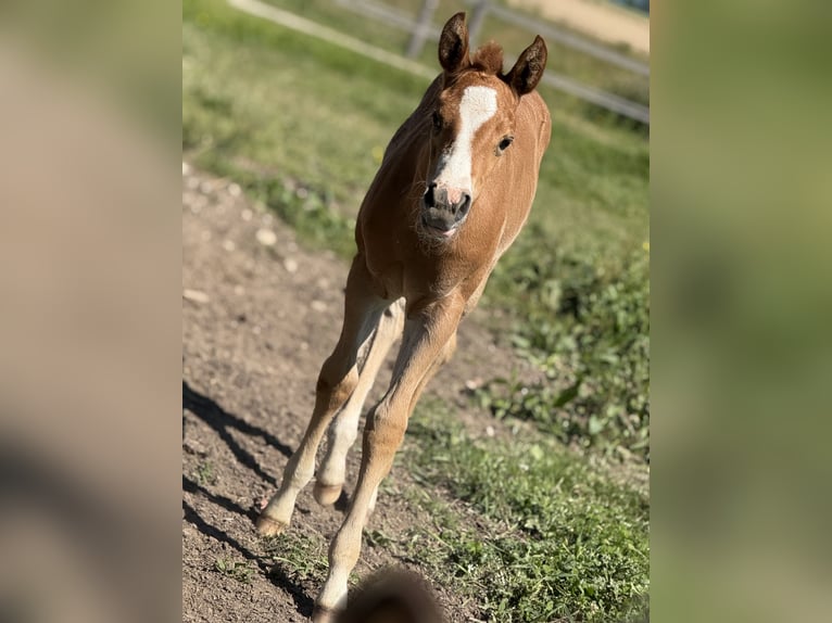 Paint Horse Stute  Overo-alle-Farben in Thodure
