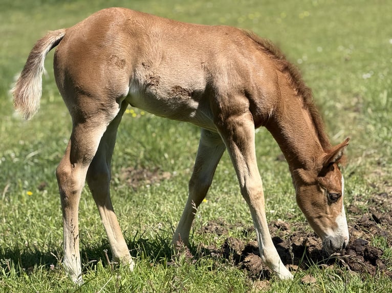 Paint Horse Stute  Overo-alle-Farben in Thodure