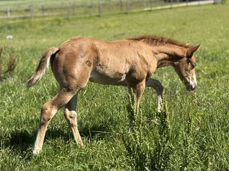 Paint Horse Stute  Overo-alle-Farben in Thodure