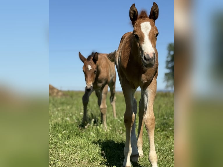 Paint Horse Stute  Overo-alle-Farben in Thodure