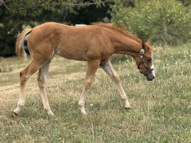 Paint Horse Stute  Overo-alle-Farben in Thodure