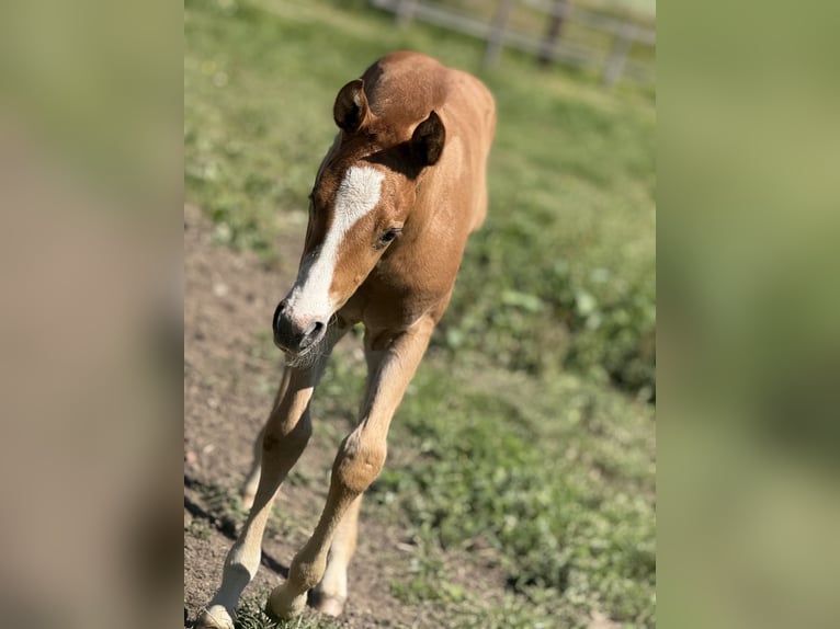Paint Horse Stute  Overo-alle-Farben in Thodure