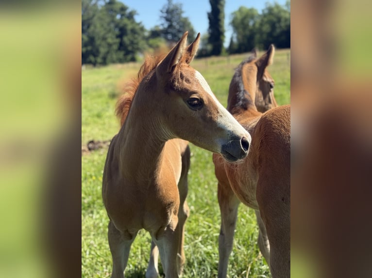 Paint Horse Stute  Overo-alle-Farben in Thodure