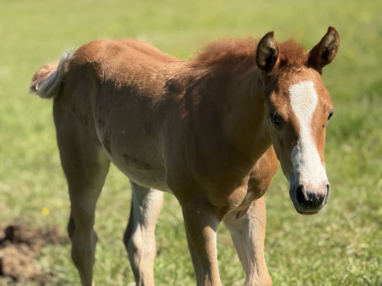 Paint Horse Stute  Overo-alle-Farben in Thodure