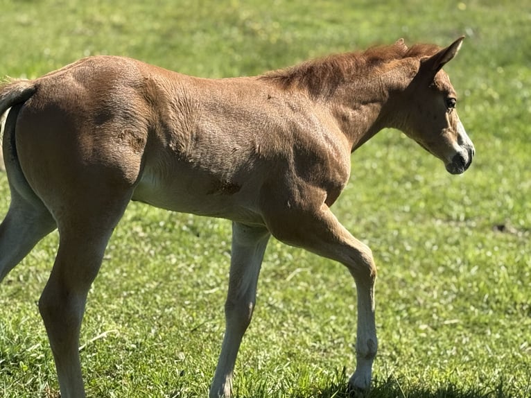 Paint Horse Stute  Overo-alle-Farben in Thodure
