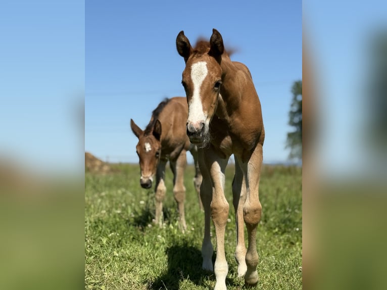 Paint Horse Stute  Overo-alle-Farben in Thodure