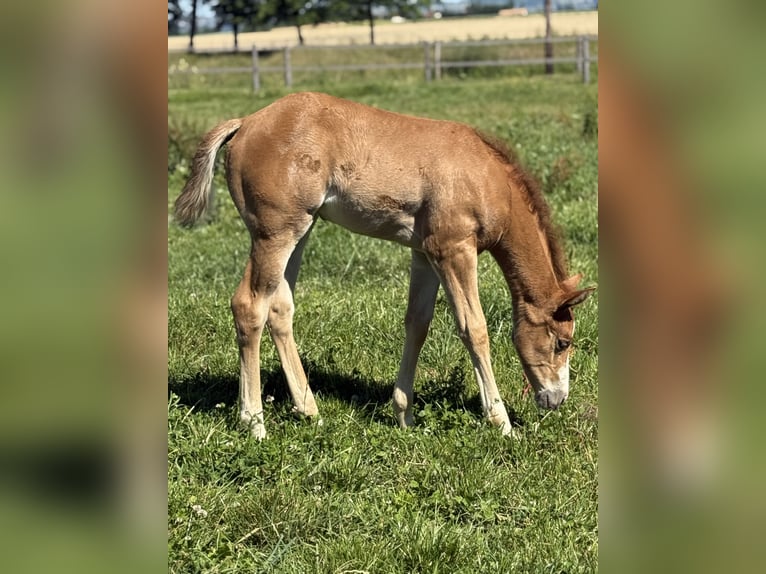 Paint Horse Stute  Overo-alle-Farben in Thodure