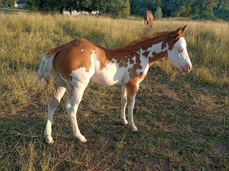 Paint Horse Stute Fohlen (05/2025) Overo-alle-Farben in Petit-R&#xE9;derching