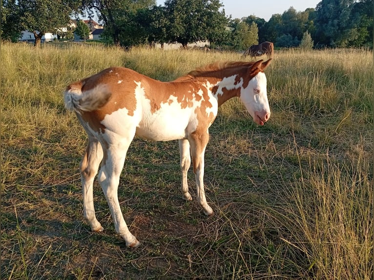 Paint Horse Stute Fohlen (05/2025) Overo-alle-Farben in Petit-R&#xE9;derching
