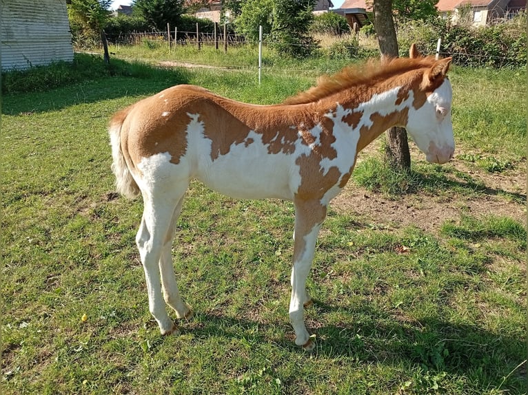 Paint Horse Stute Fohlen (05/2025) Overo-alle-Farben in Petit-R&#xE9;derching