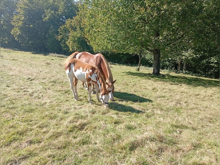 Paint Horse Stute Fohlen (05/2025) Overo-alle-Farben in Petit-Réderching Paint Horse Stute Fohlen (05/2025) Overo-alle-Farben in Petit-Réderching