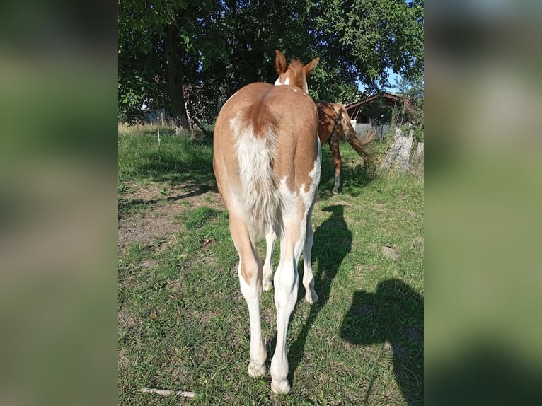Paint Horse Stute Fohlen (05/2025) Overo-alle-Farben in Petit-R&#xE9;derching