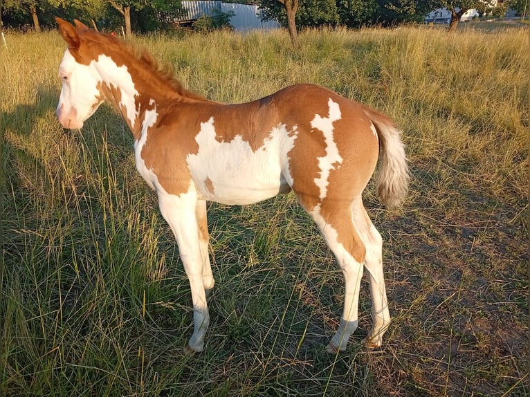 Paint Horse Stute Fohlen (05/2025) Overo-alle-Farben in Petit-R&#xE9;derching