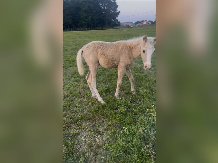 Paint Horse Stute  Palomino in Collinsville