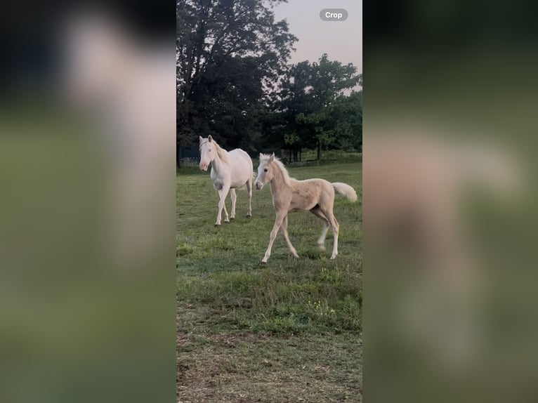 Paint Horse Stute  Palomino in Collinsville