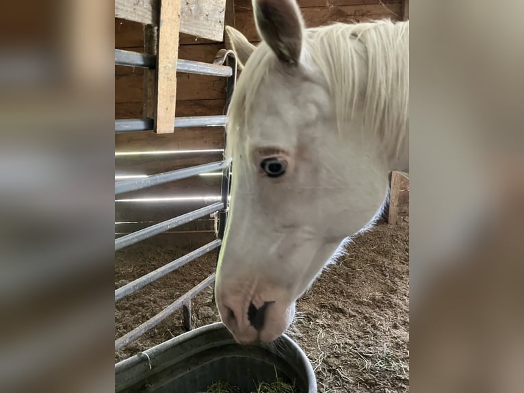 Paint Horse Stute  Palomino in Collinsville